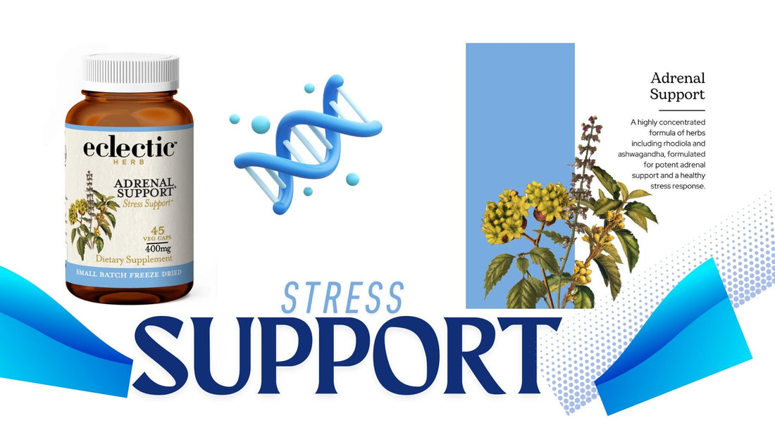 Adrenal Support: The Ultimate Guide to Managing Stress and Boosting Energy Naturally 🌿✨ - Tree Spirit Wellness
