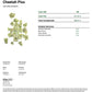 Cheetah Piss BOUTIQUE THCA FLOWER - Hybrid (8ct) - Tree Spirit Wellness
