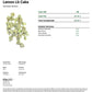 Lemon Pound Cake EXOTIC THCA FLOWER - Hybrid (8ct) - Tree Spirit Wellness