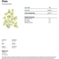 Pluto EXOTIC THCA FLOWER - Indica (8ct) - Tree Spirit Wellness