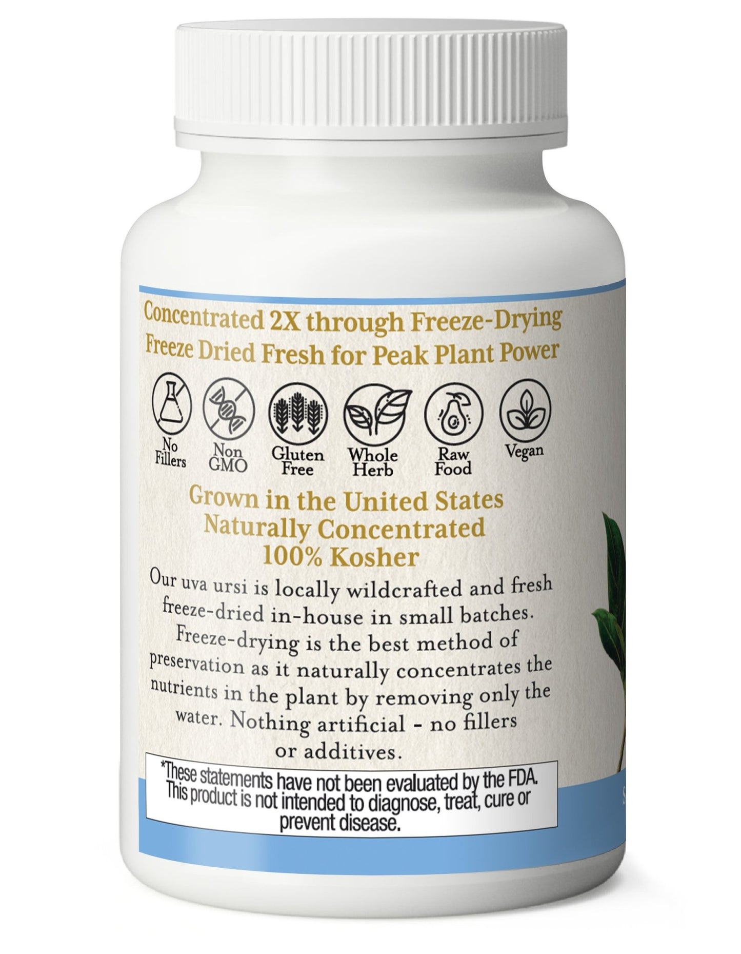 UVA URSI CAPSULES - Tree Spirit Wellness